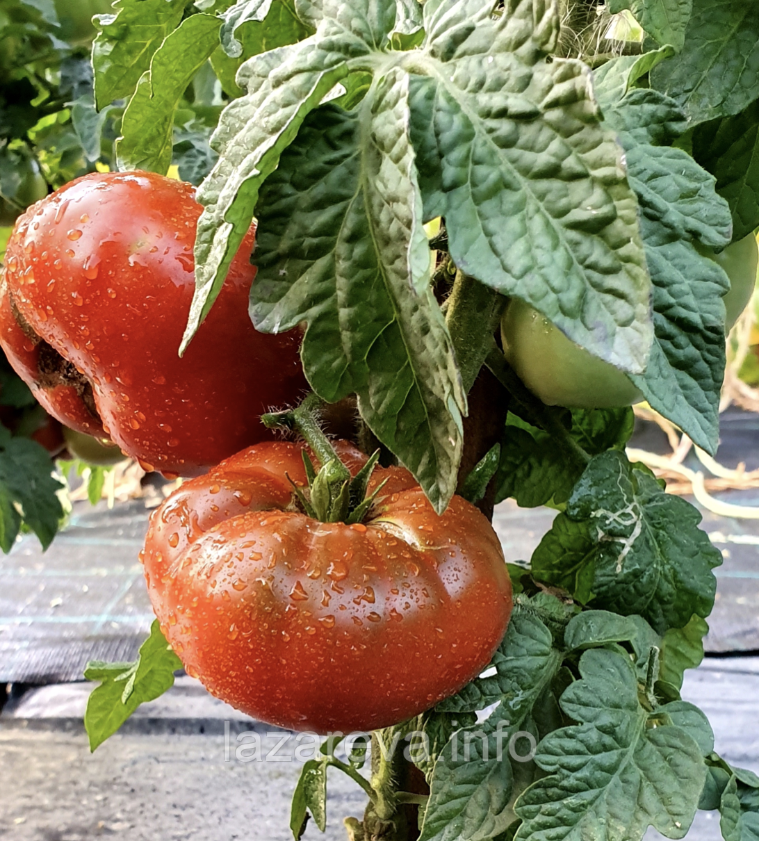 Насіння томату Гном Шоколадний Чемпіон (Chocolate Champion) 10 нас, фото 1