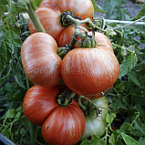 Насіння томату Гном Шоколадний Чемпіон (Chocolate Champion) 10 нас, фото 2