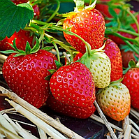 Полуниця Верона