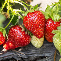 Полуниця Сирія