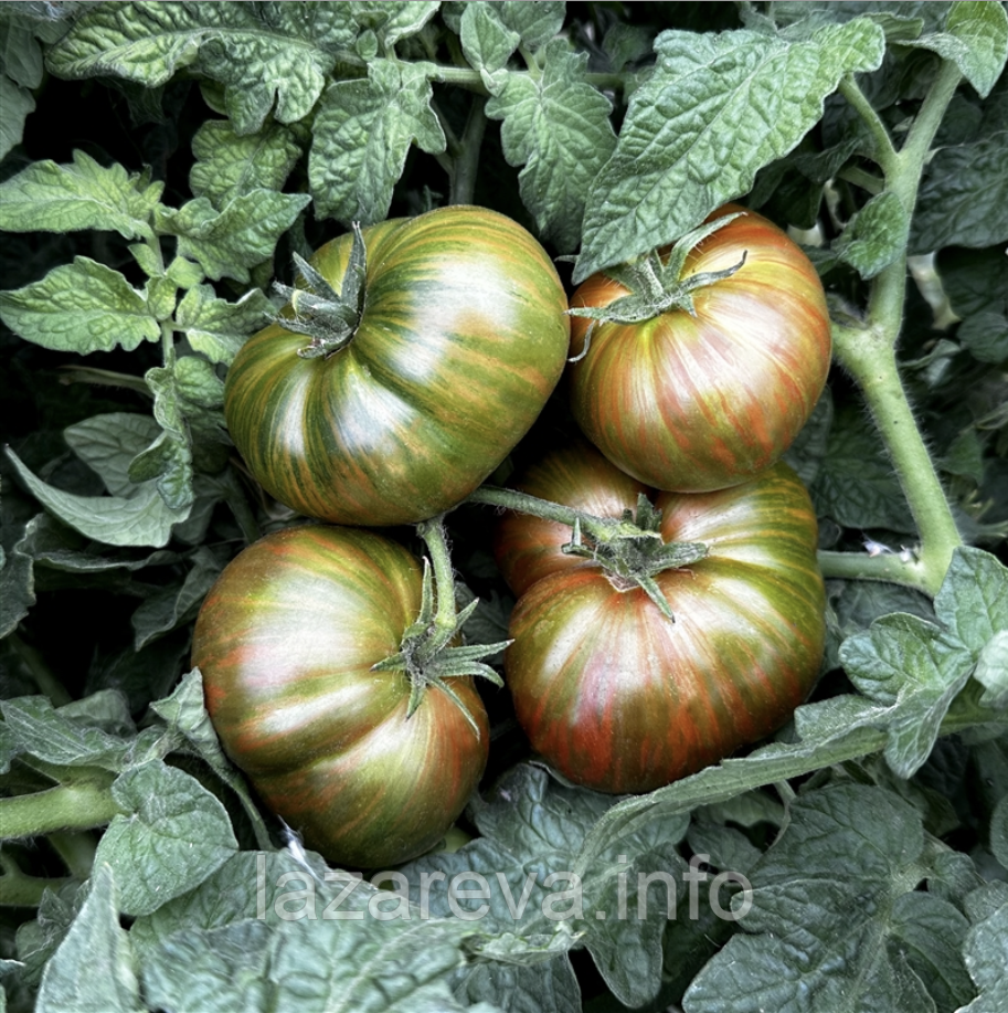 Насіння томату Гном Шоколадна Блискавка (Dwarf Chocolate Lightning) 10 нас, фото 1