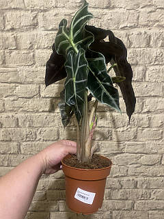 Алоказія Поллі (Polly) h -45 см, цена: 375 ₴, купить на Prom.ua