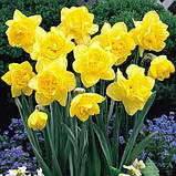 Нарцис Dick Wilden 16/18, фото 4