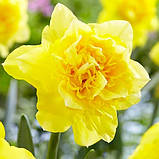 Нарцис Dick Wilden 16/18, фото 3