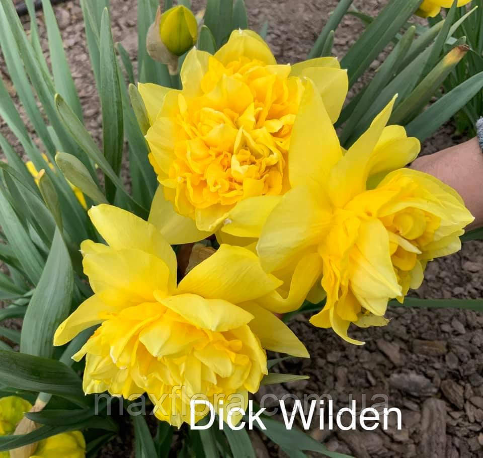 Нарцис Dick Wilden 16/18, фото 1