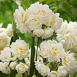 Нарцис Erlicheer 15/17, фото 6