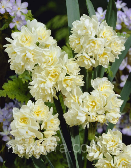 Нарцис Erlicheer 07/09, фото 1