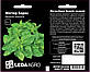 Насіння Базиліку зелений Містер Барнс, лікарський пряний 10 г (LedaAgro), фото 2