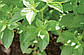 Насіння Базиліку зелений Містер Барнс, лікарський пряний 10 г (LedaAgro), фото 4