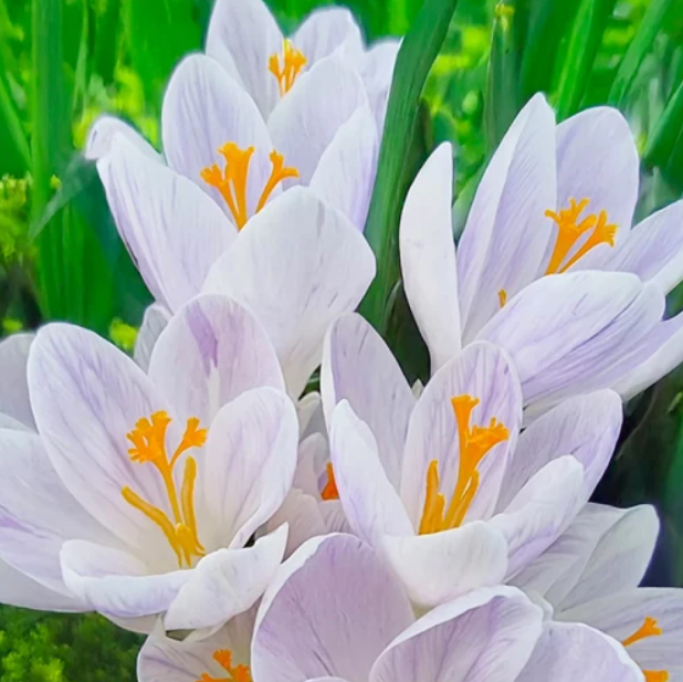 Крокус великоквітковий Candle Light цибулина (1 шт.)