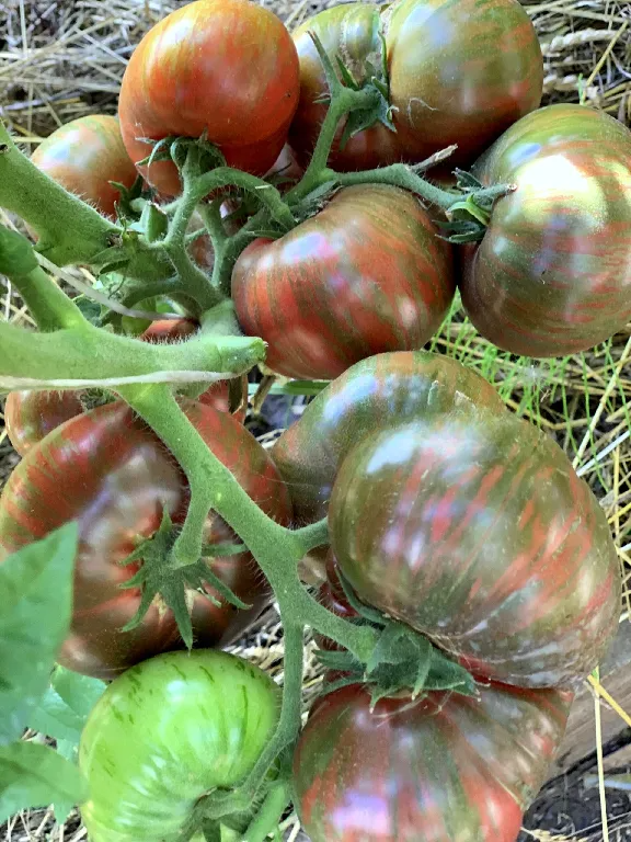 Насіння томату Гном Малинова Нерка (Crimson Sockeye) 10 шт, фото 1