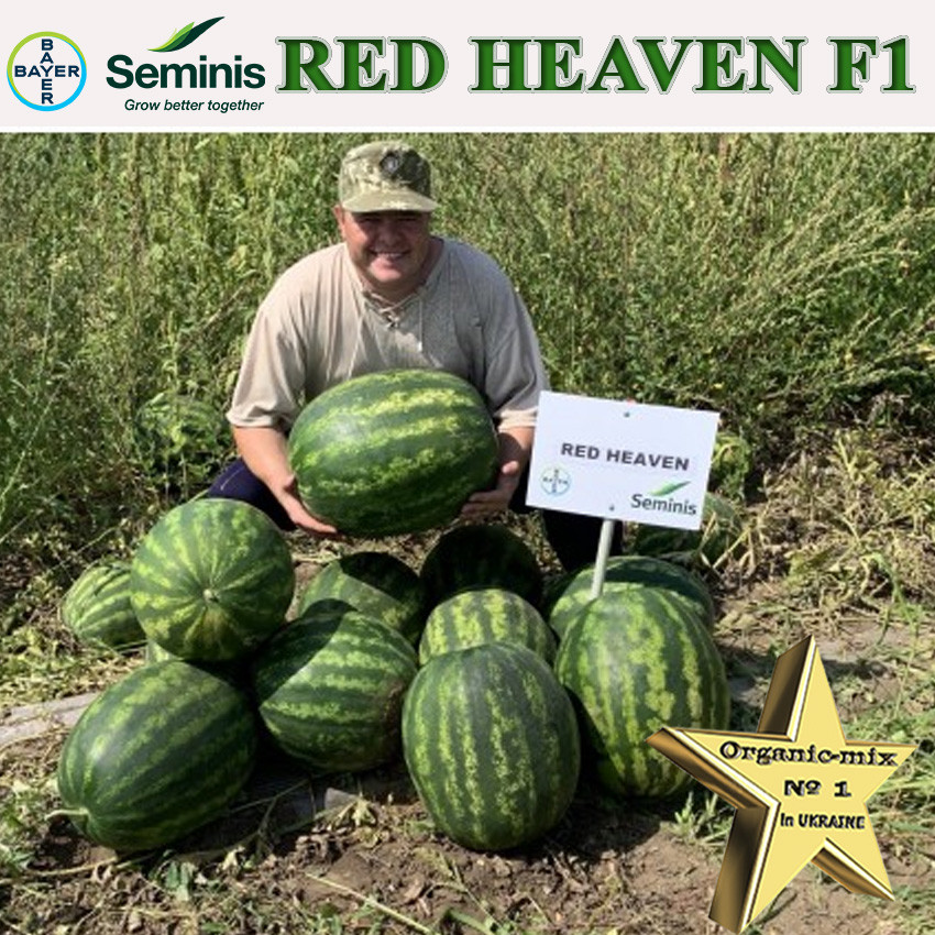 Кавун крупноплідний Ред Хевен F1 / Red Heaven F1, ТМ Seminis (Нідерланди), 1000 насінин, фото 1