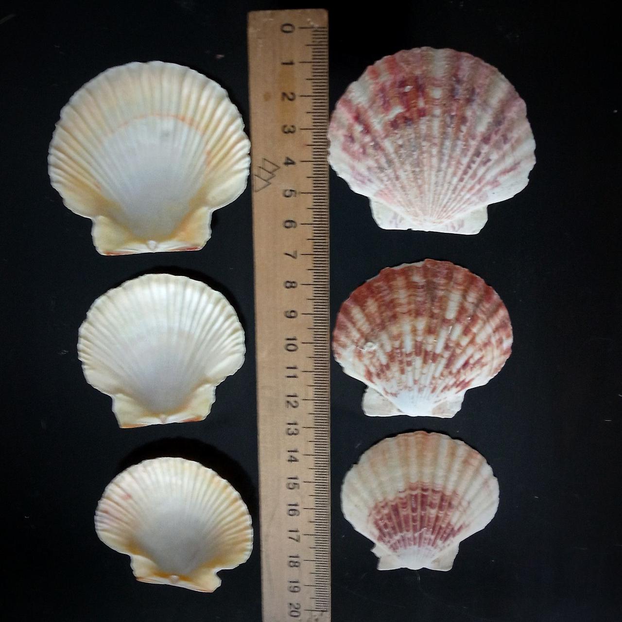 Мушля морська натуральна плоска, фото 1