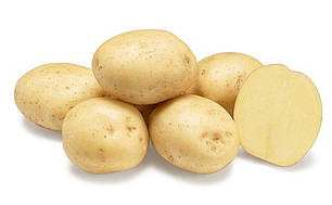 Насіннєва картопля Рів’єра (Riviera) 50-60 днів, 2 репродукція, фото 2