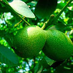 Саджанці Грецького горіха (привитий) Буковинський 1, фото 2