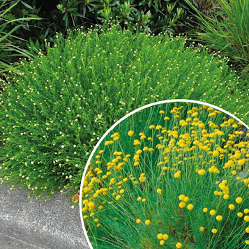 Сантоліна зелена  1 рік С1