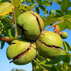 Саджанці Грецького горіха (привитий) Затоковий, дворічний