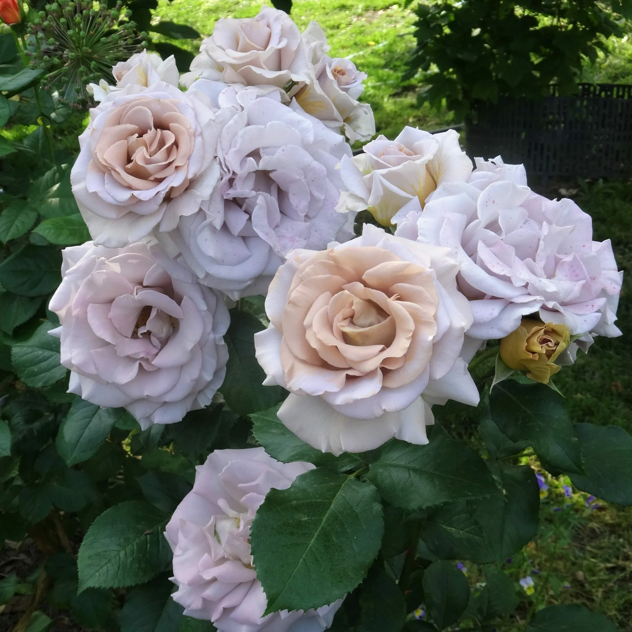 Саджанці чайно-гібридної троянди Стефан Руло (Rose Stephen Rulo), фото 1