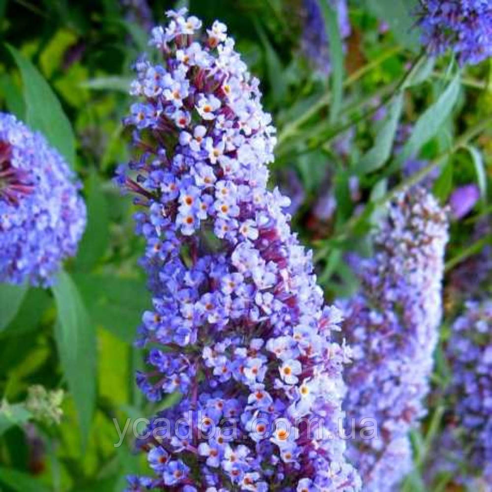 Будлея Давида ‘Рев де Папіллон Блю’, контейнер 0.5л, фото 1