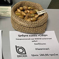 Сибір F1, 1 кг цибуля сіянка