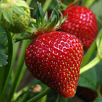 Полуниця Нора