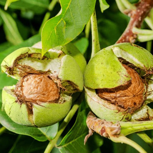 Саджанці грецького горіха Лисичанський (привитий), однорічний, фото 1