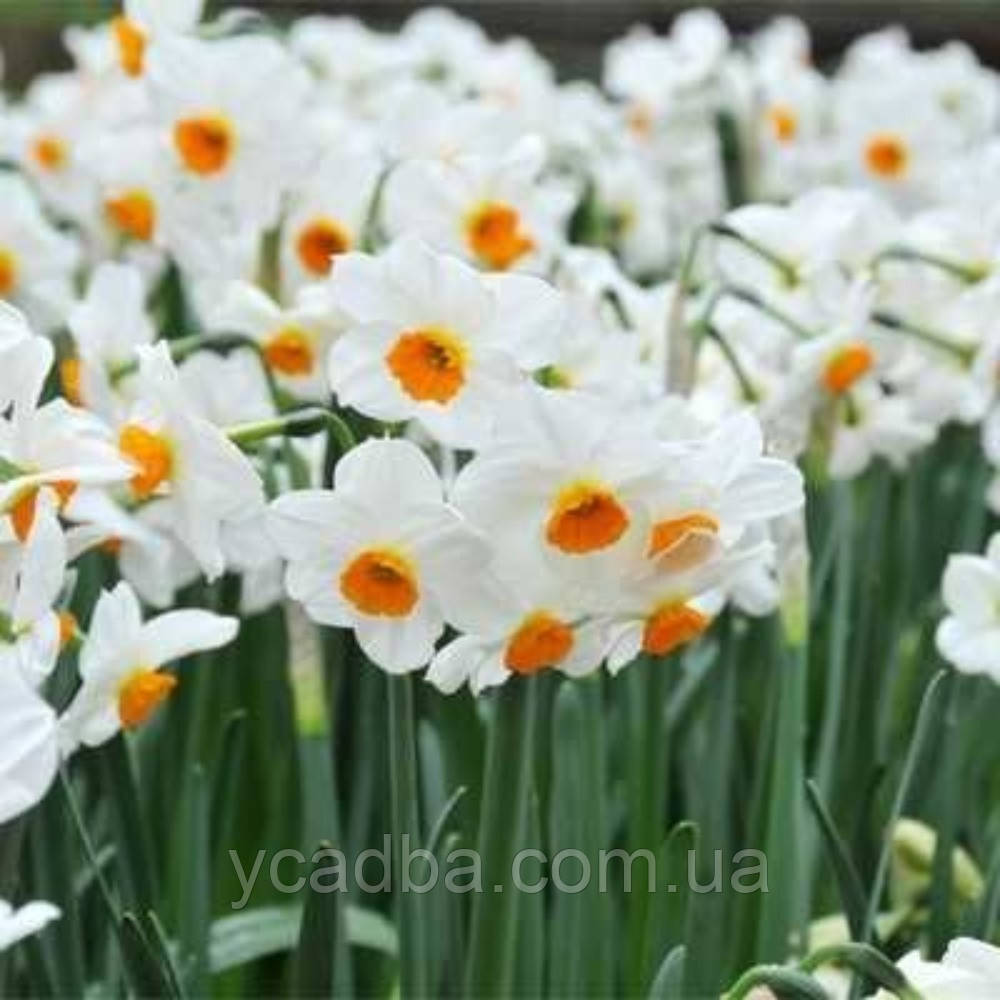 Нарцис таццета Geranium, контейнер, 3шт., фото 1