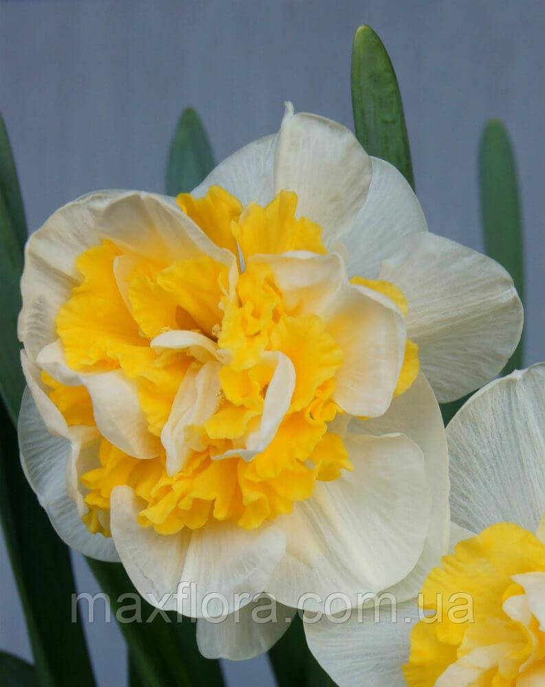 Нарцис West Ward 14/16, фото 1