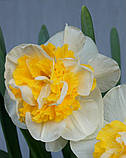 Нарцис West Ward 12/14, фото 2