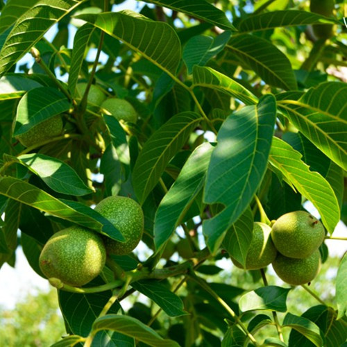 Саджанці Грецького горіха Піщанський (привитий), дворічний, фото 1