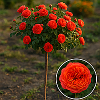 Троянда на штамбі  "Emilien Guillot" (Емільєн Гійо)