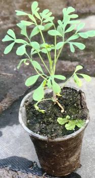 Рута душистая. У контейнерах д5., фото 1