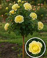 Троянда на штамбі  "Limona" (Лімона)