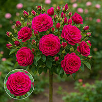 Троянда на штамбі  насичено бузково-червона