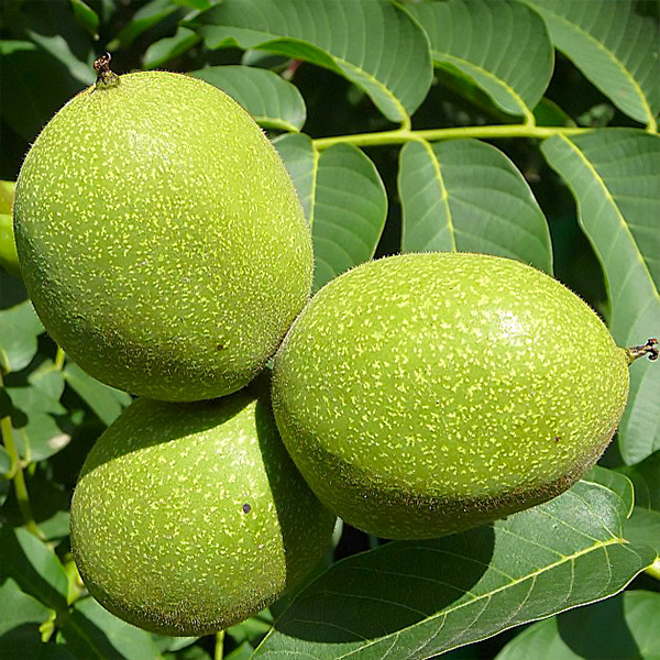 Саджанці грецького горіха Слава Україні (привитий), однорічний, фото 1