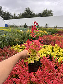 Барбарис Тунберга Lava 2 річний, Барбарис Тунберга Лава, Berberis thunbergii Лава