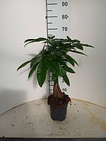 Рослина в горщику Пахіра Pachira Aqautica