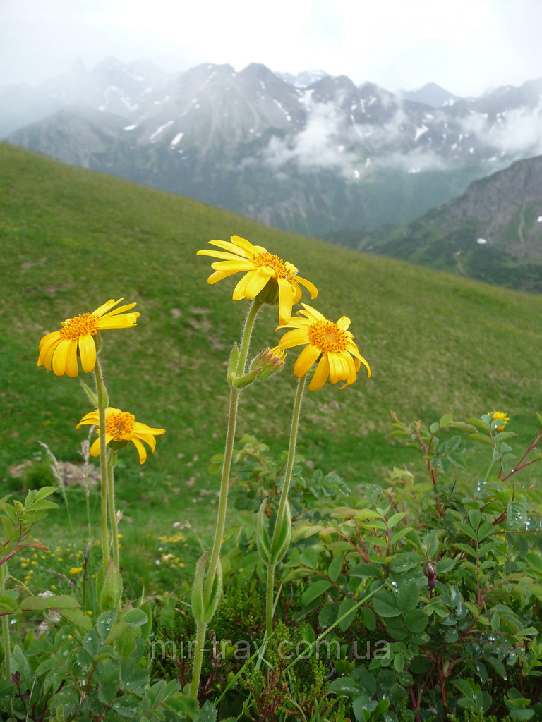 Інших застосування арніки
