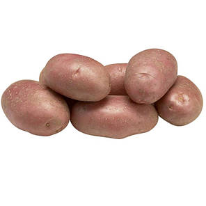 Насіннєва картопля Еволюшн (Evolution) 70-80 днів, 2 репродукція, фото 1