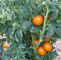 Насіння томату Гном Помаранчева Гордість (Dwarf Orange Pride) 10 шт