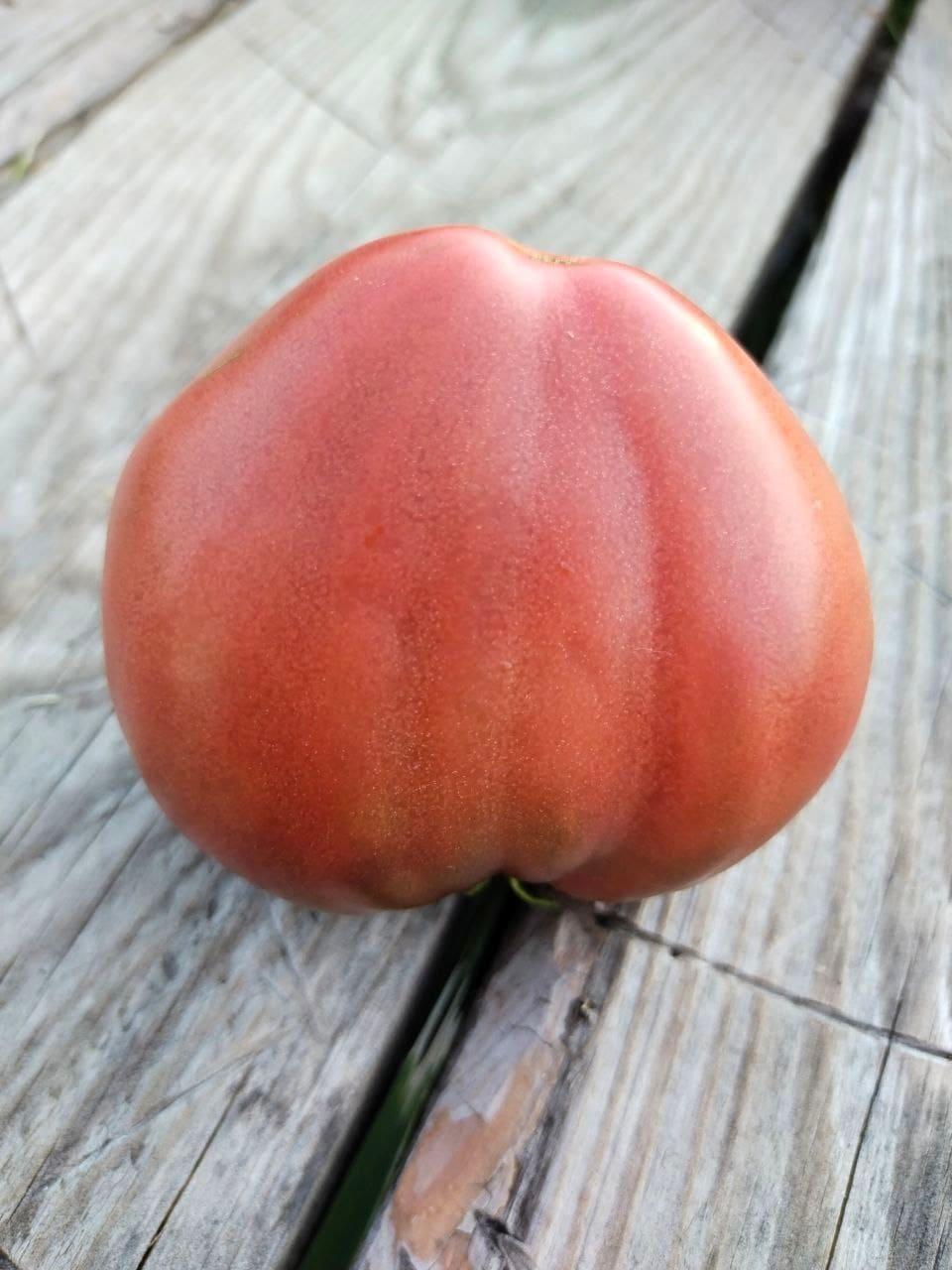 Насіння томату Гном Серце Бадді (Dwarf Buddy’s Heart) 10 нас, фото 1