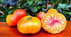 Насіння томату Гном Краса Сьюзі (Dwarf Suz’s Beauty) 10 нас