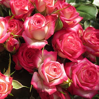 Бордюрна троянда Софіна (Rose Safina)