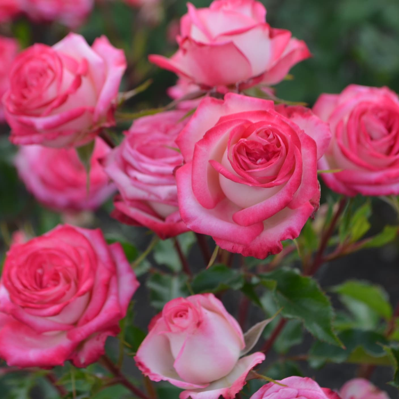 Саджанці бордюрної троянди Софіна (Rose Safina), фото 1