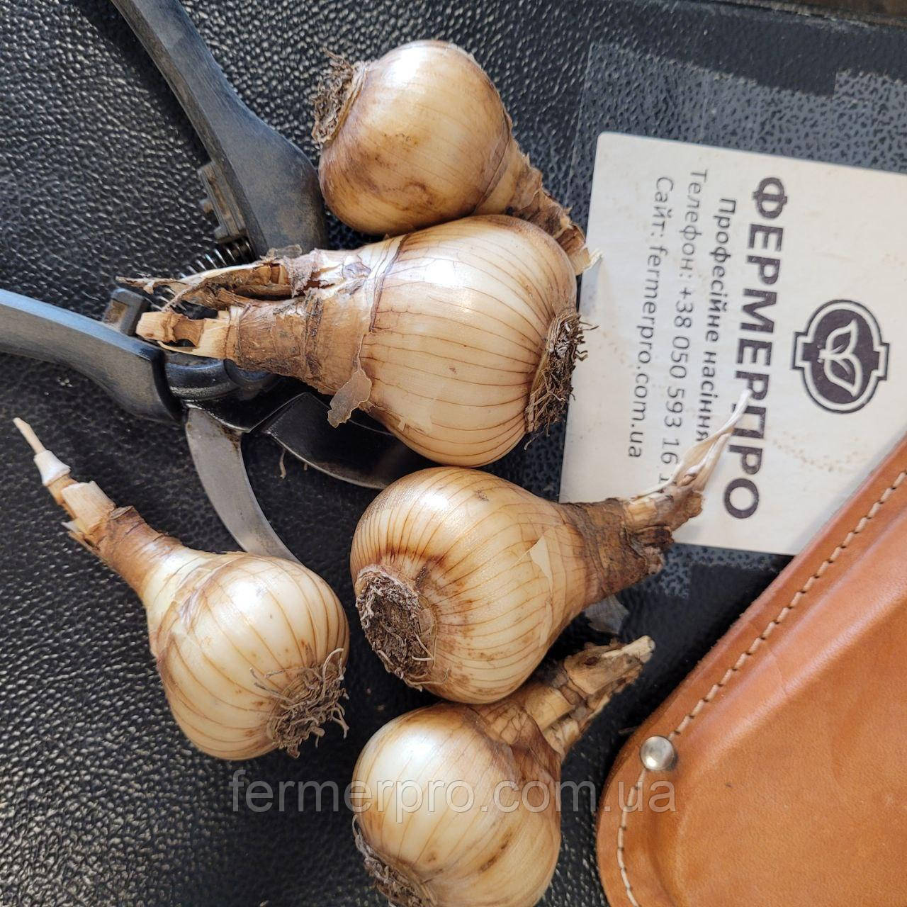 Луковиці нарцисів. Сорт Фортісимо розмір 12/14 см, фото 1