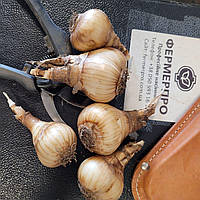 Луковиці нарцисів. Сорт Фортісимо розмір 12/14 см