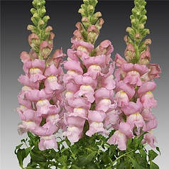 Насіння Левиний зів (Антиррінум) високорослий Опус F1 Лавандовий, 100 насінин Syngenta