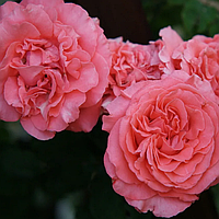 Саджанці плетистої троянди Ді Ді Бріджуотер (Rose climber Didi Bridgewater)