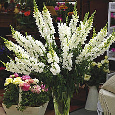 Насіння Левиний зів (Антиррінум) високорослий Опус F1 Білий 100 насінин Syngenta