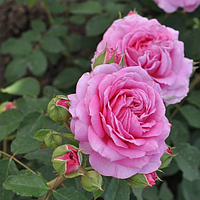 Саджанці плетистої троянди Бенвеню (Rose climber Bienvenue)